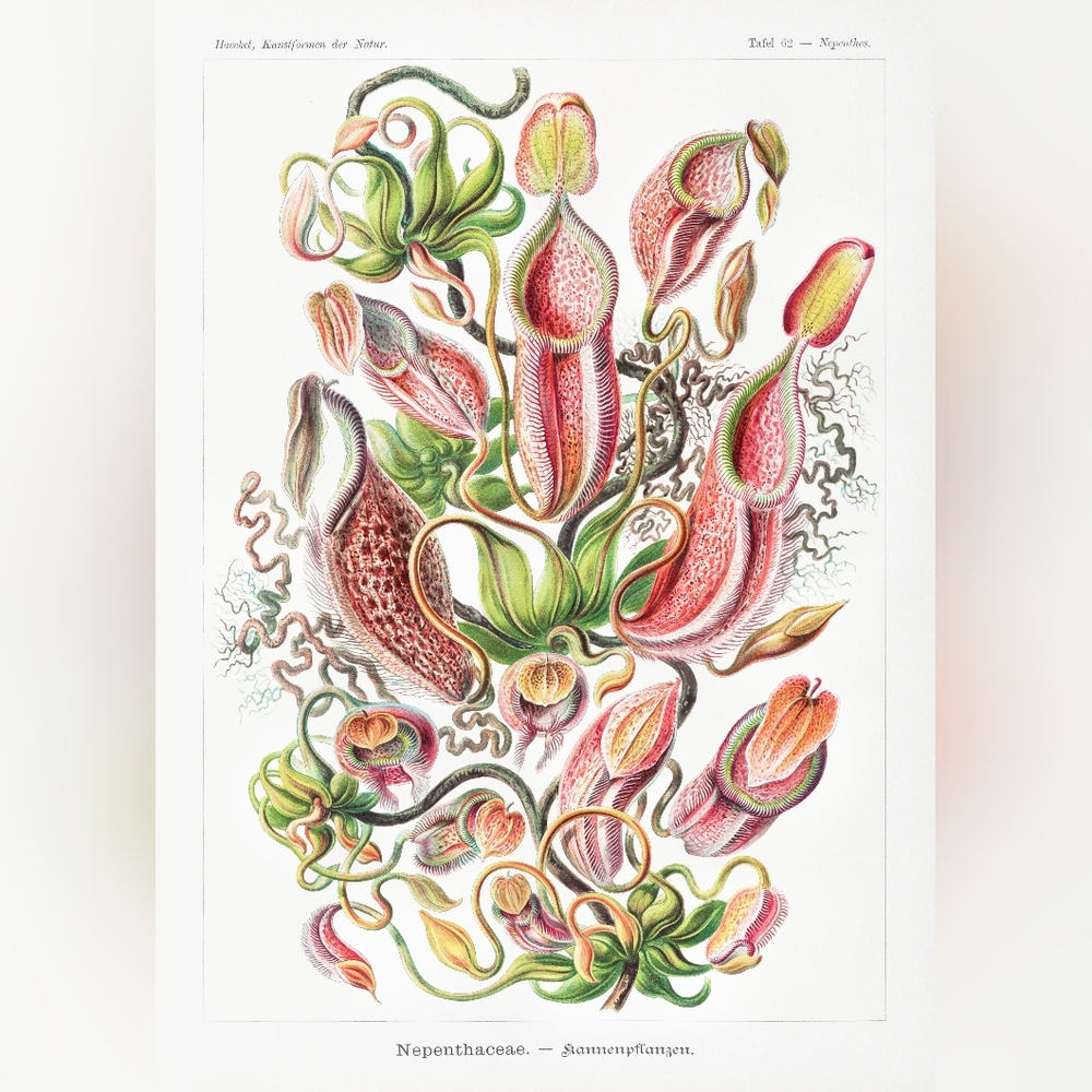 Botanical Illustration of Nepenthaceae